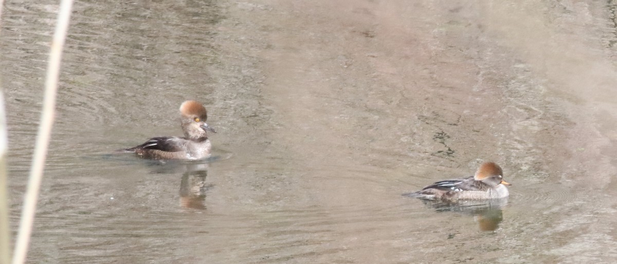 Hooded Merganser - ML322161111