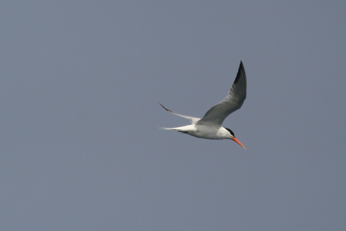 Elegant Tern - David Weber