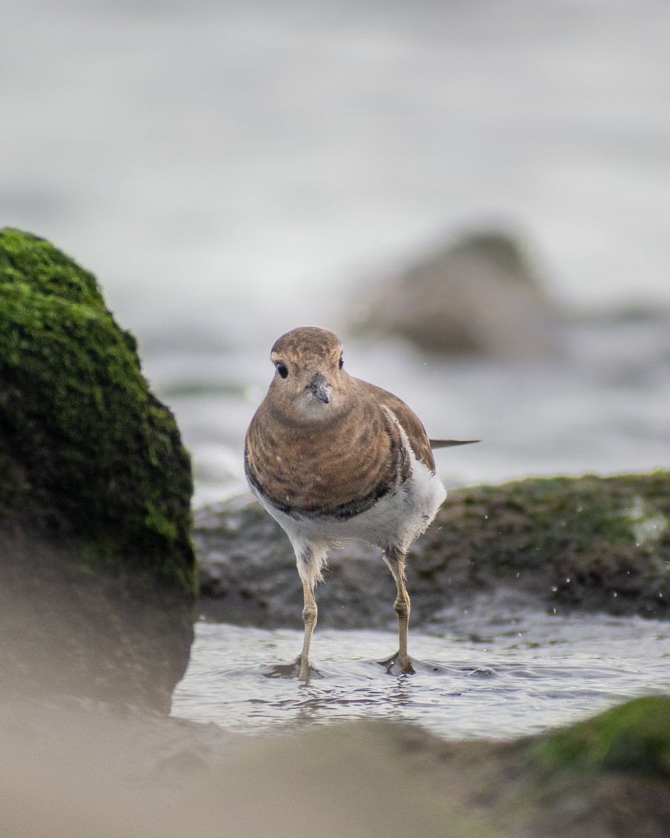 Rufous-chested Dotterel - ML322163431