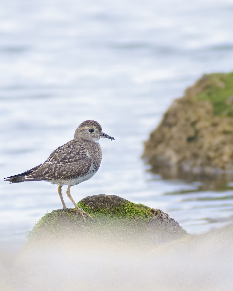 Rufous-chested Dotterel - ML322163441