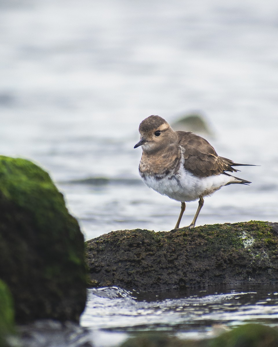 Rufous-chested Dotterel - ML322163461