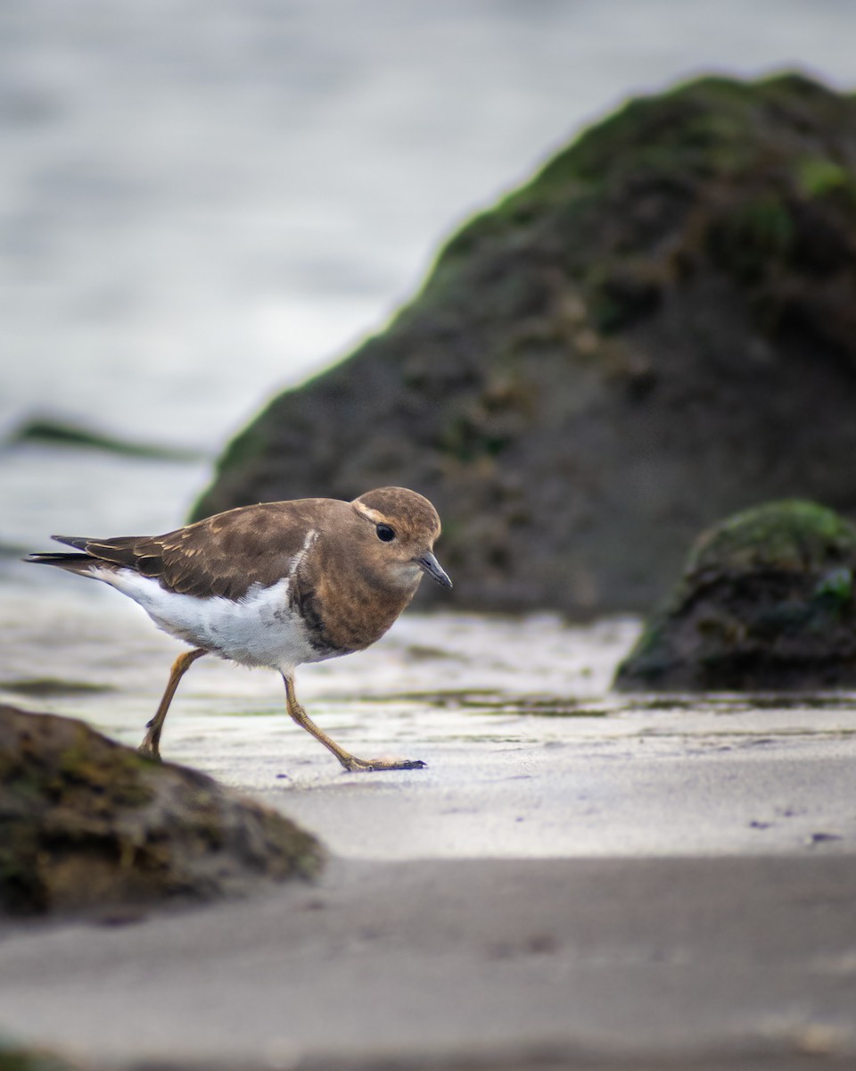 Rufous-chested Dotterel - ML322163491