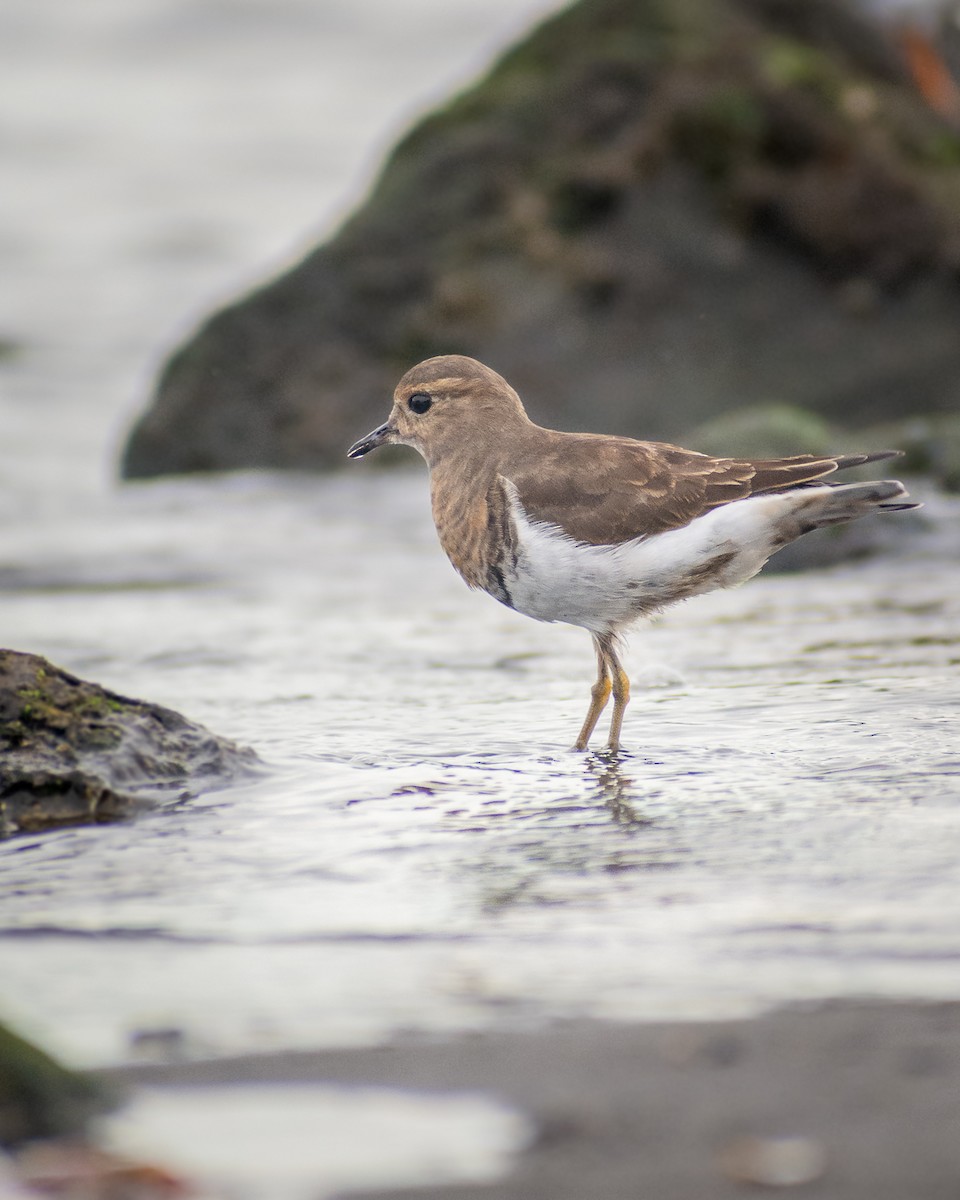 Rufous-chested Dotterel - ML322163541