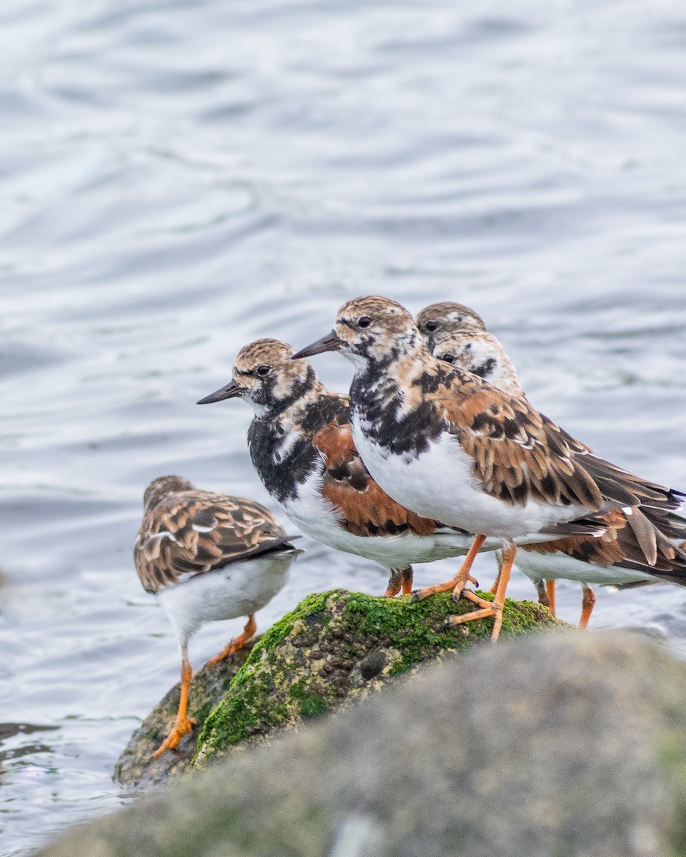 Ruddy Turnstone - ML322164001