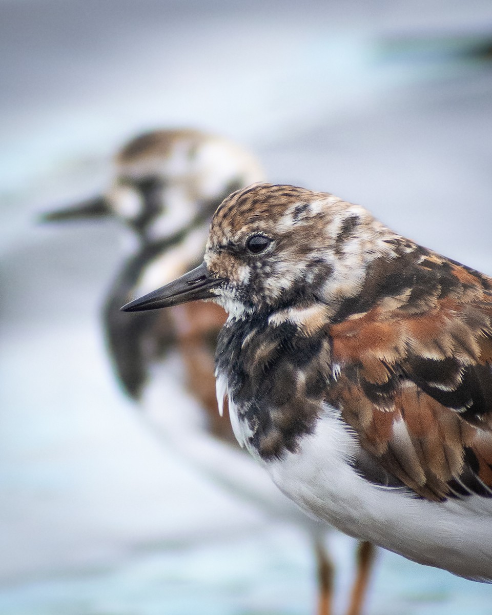 Ruddy Turnstone - ML322164031