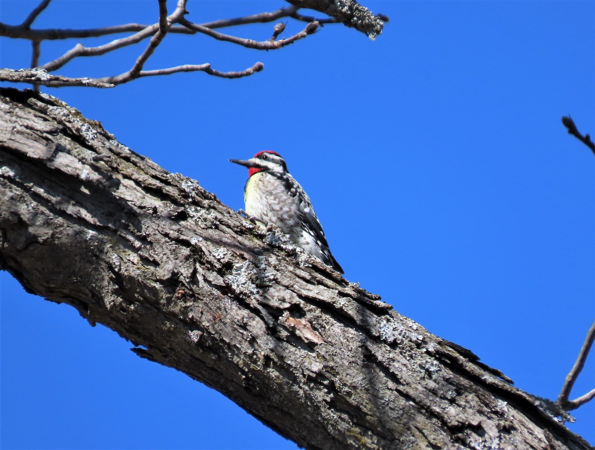 Yellow-bellied Sapsucker - ML322164281