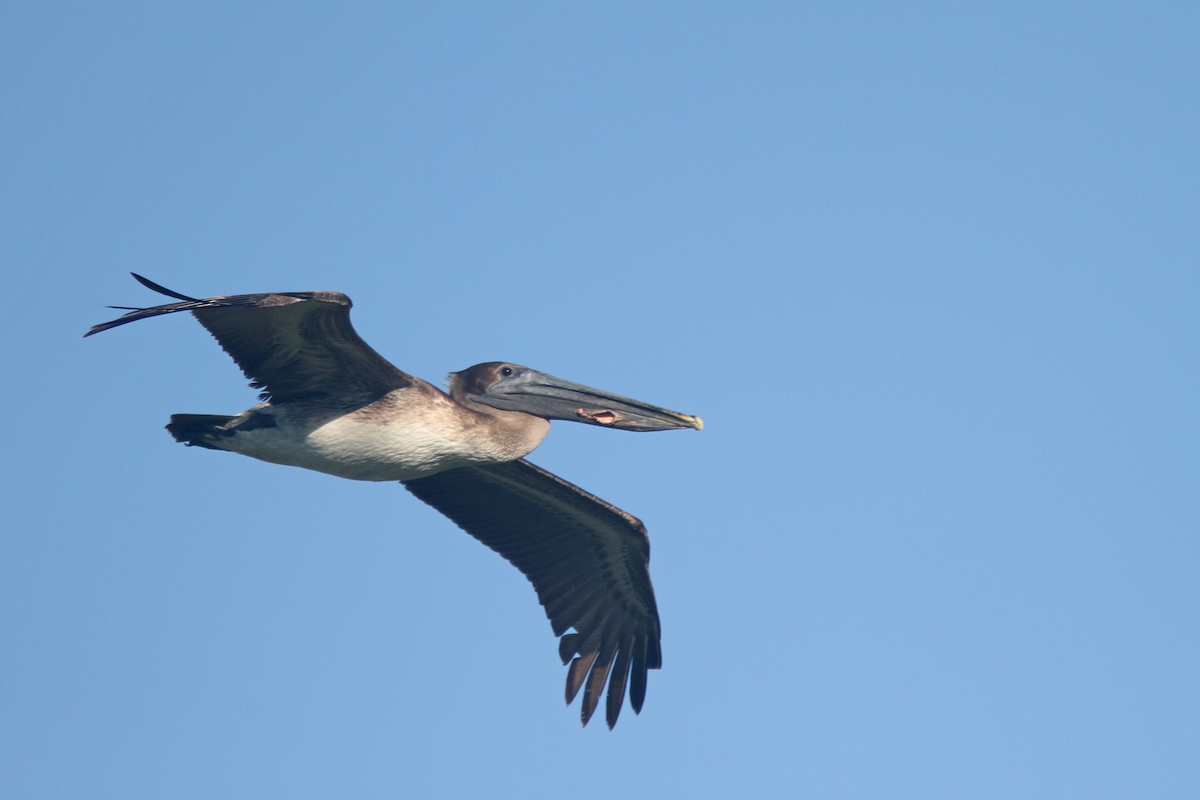 pelikán hnědý (ssp. carolinensis) - ML322165021