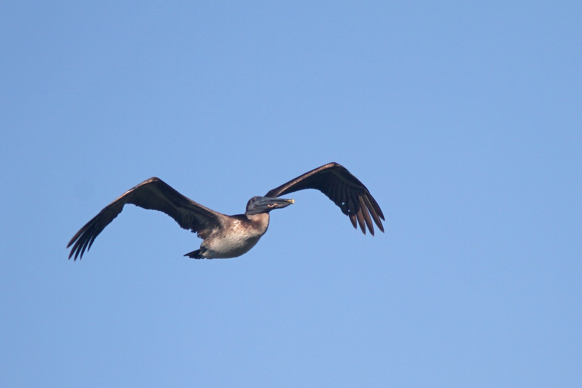 pelikán hnědý (ssp. carolinensis) - ML322165031
