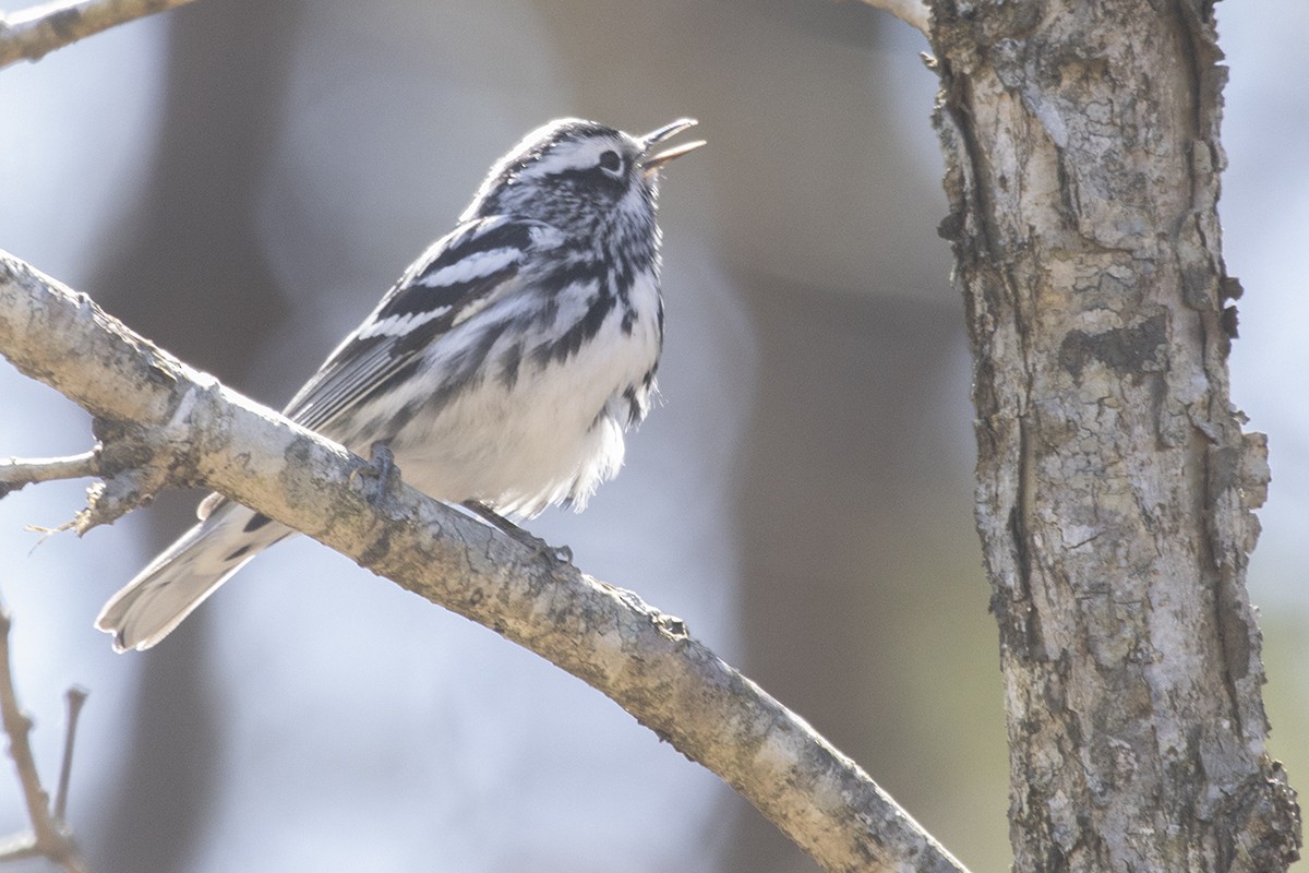 Black-and-white Warbler - ML322165161