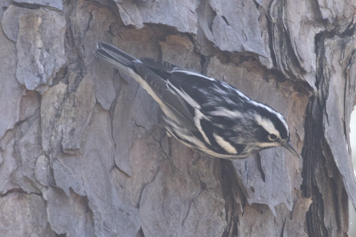 Black-and-white Warbler - ML322167051