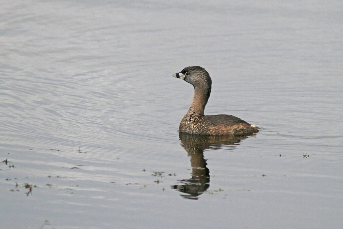 Pied-billed Grebe - Larry Therrien