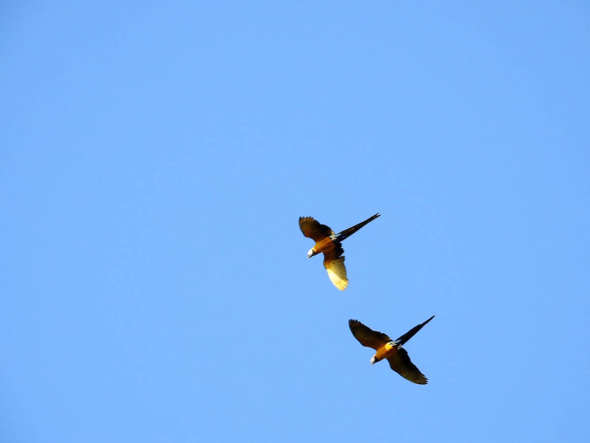 Blue-and-yellow Macaw - ML322169161
