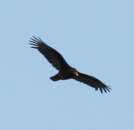 Turkey Vulture - ML322170211