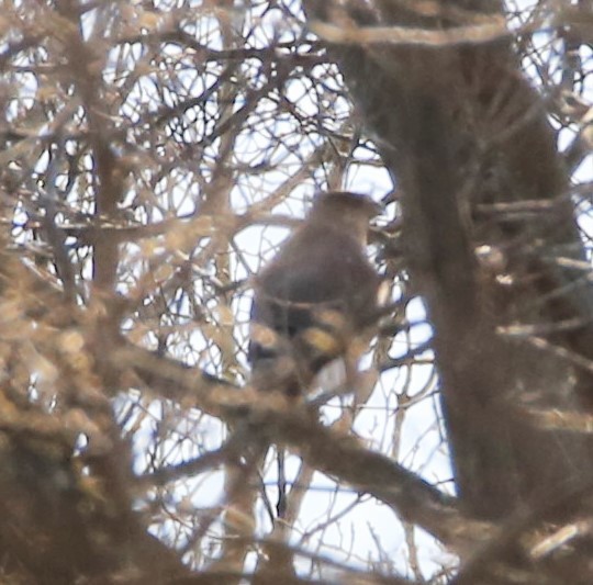 Cooper's Hawk - ML322170461