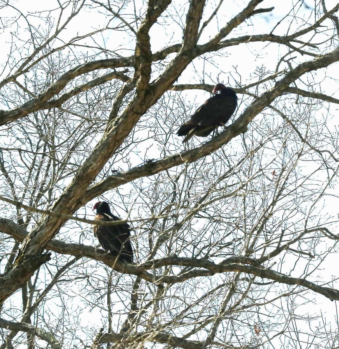 Turkey Vulture - ML322170531