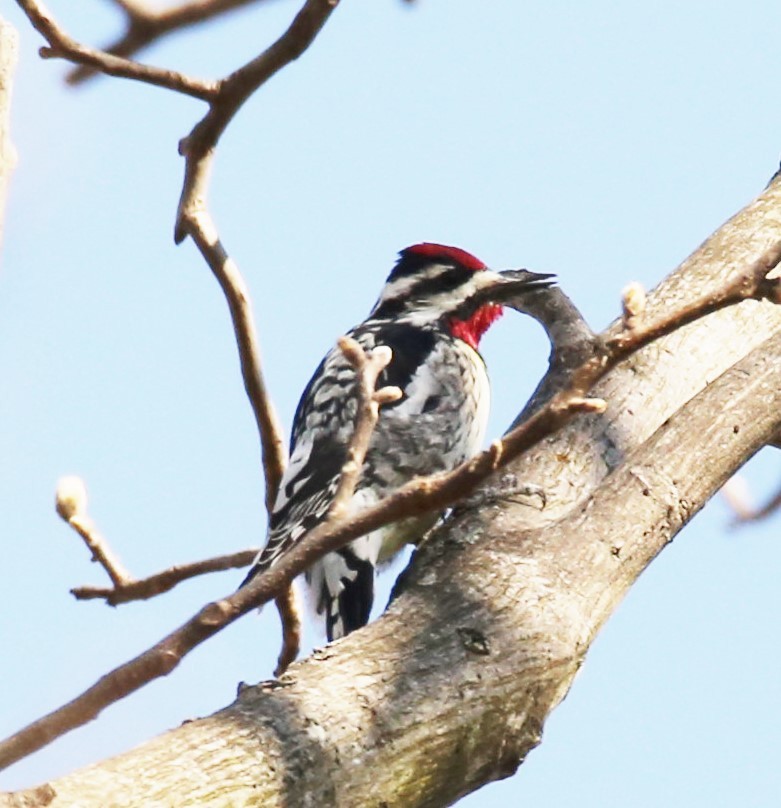 Yellow-bellied Sapsucker - ML322170591