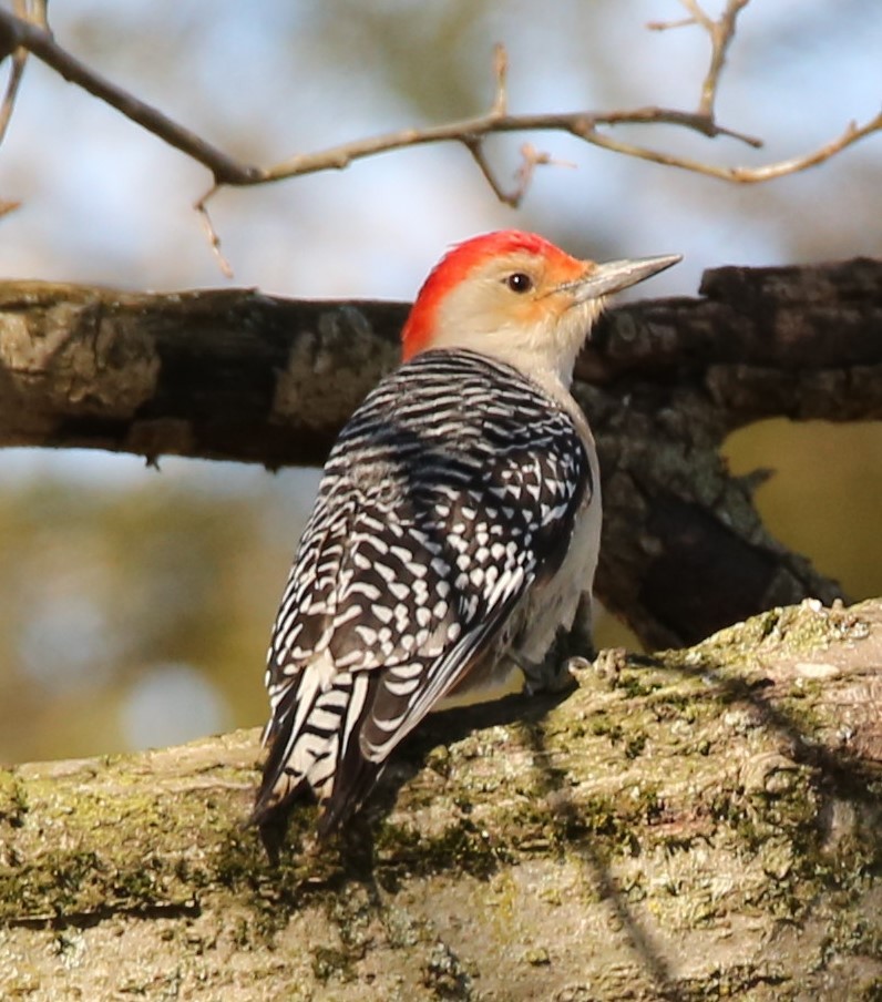 Red-bellied Woodpecker - ML322170661