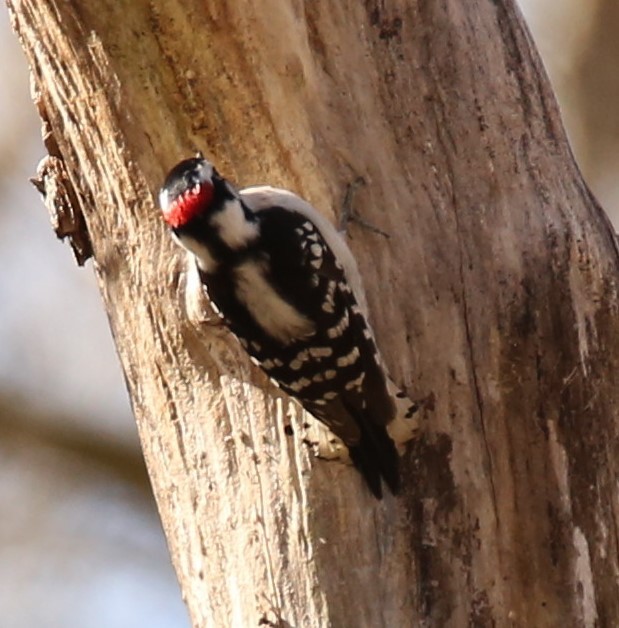 Downy Woodpecker - ML322170781