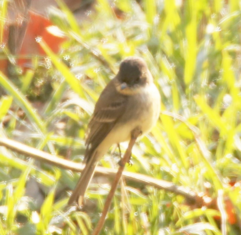 Eastern Phoebe - ML322170921