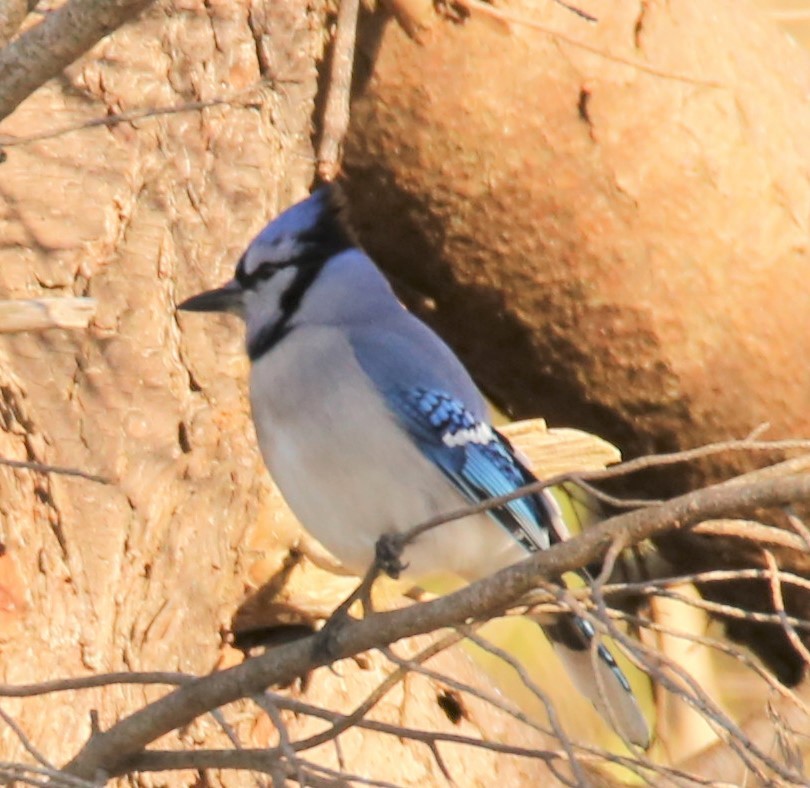 Blue Jay - ML322170971