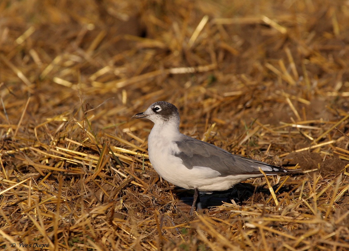 Franklin's Gull - ML32217121