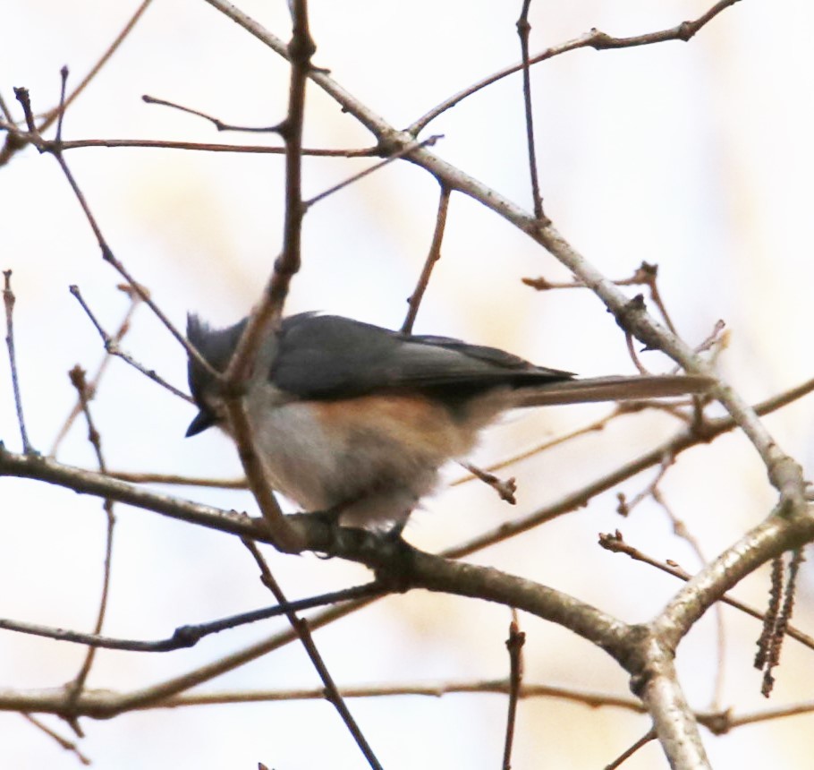 Tufted Titmouse - ML322171271