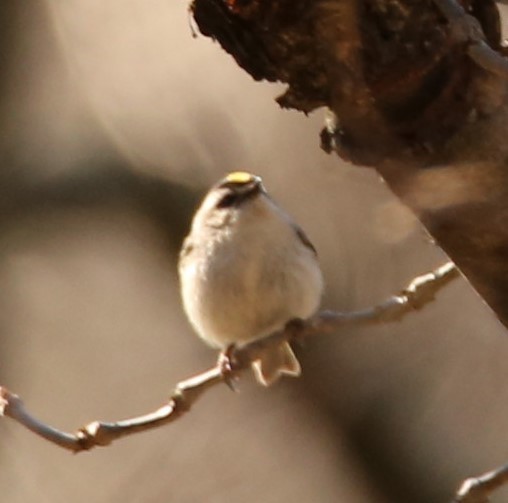 Golden-crowned Kinglet - ML322171391