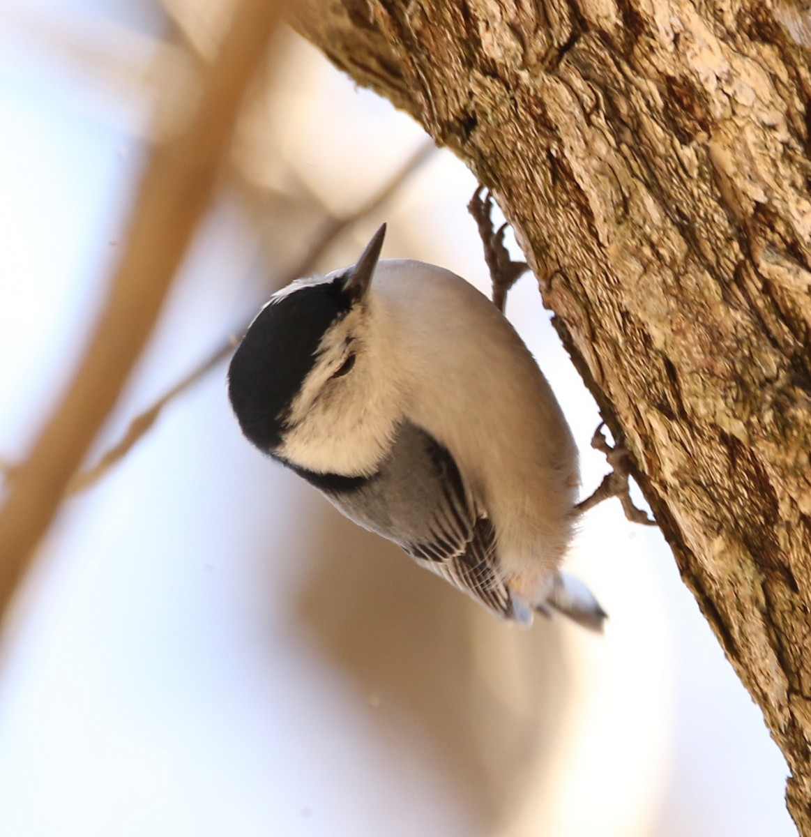 White-breasted Nuthatch - ML322171491