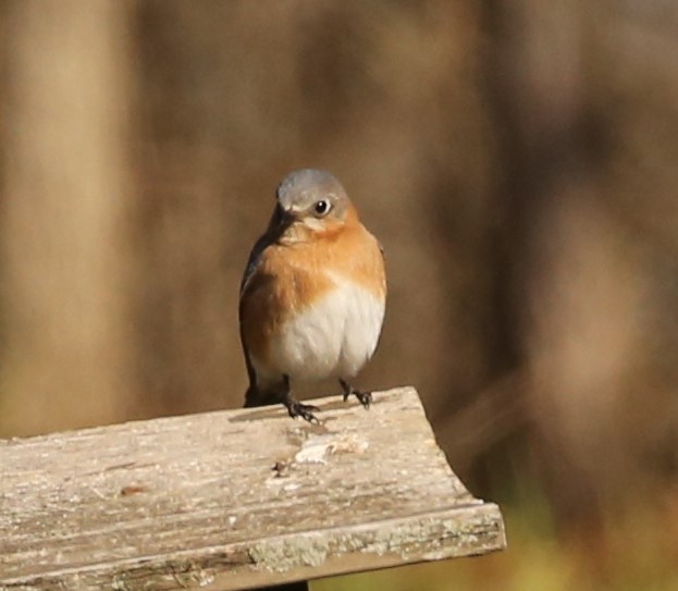 Eastern Bluebird - ML322171551