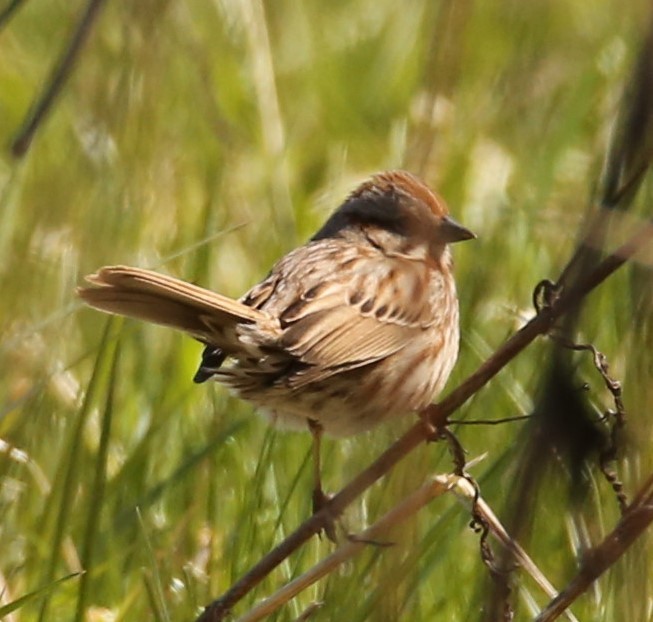 Song Sparrow - ML322171621