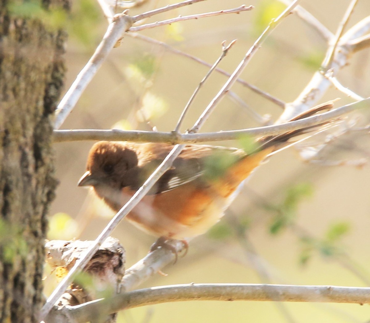 Eastern Towhee - ML322171881