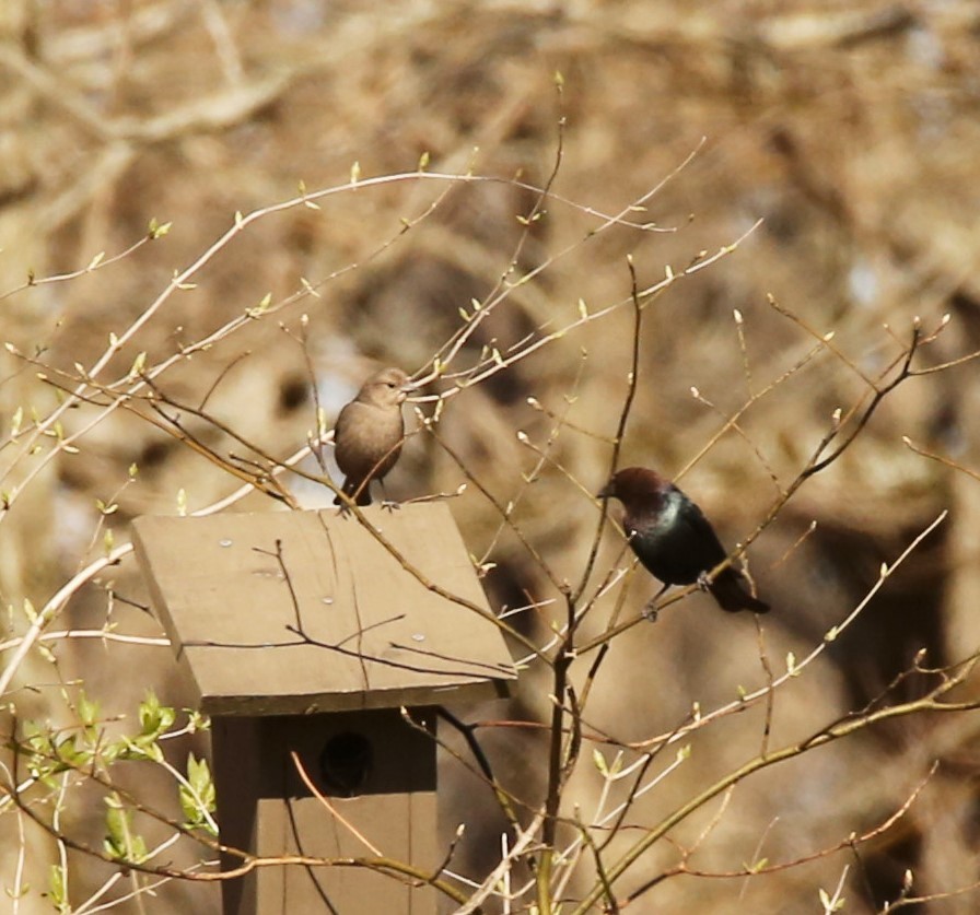 Brown-headed Cowbird - ML322171991