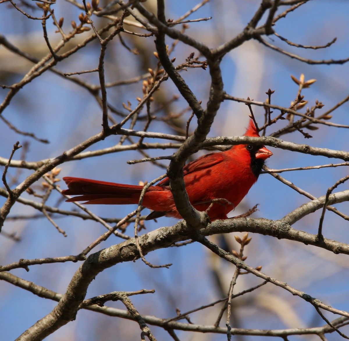 Northern Cardinal - ML322172151