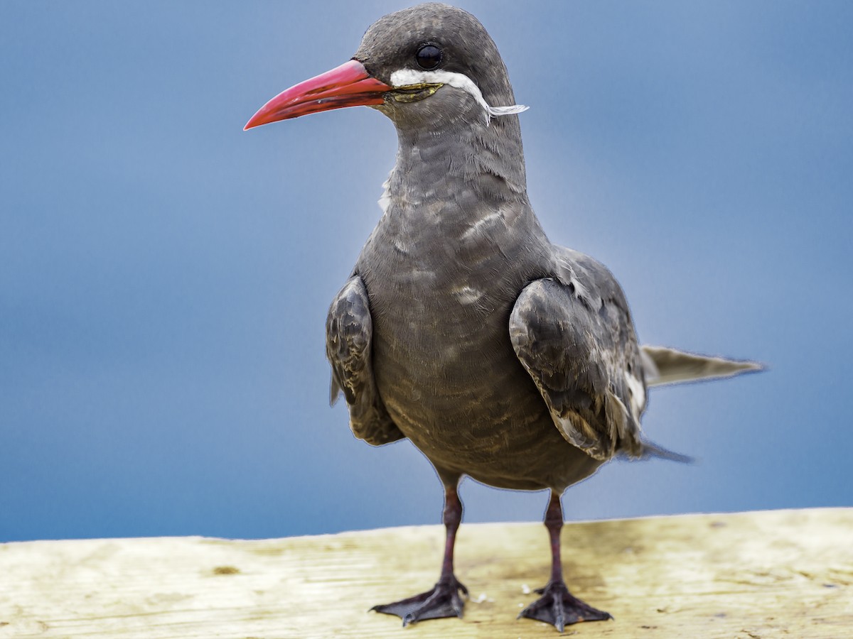 Inca Tern - ML322178111