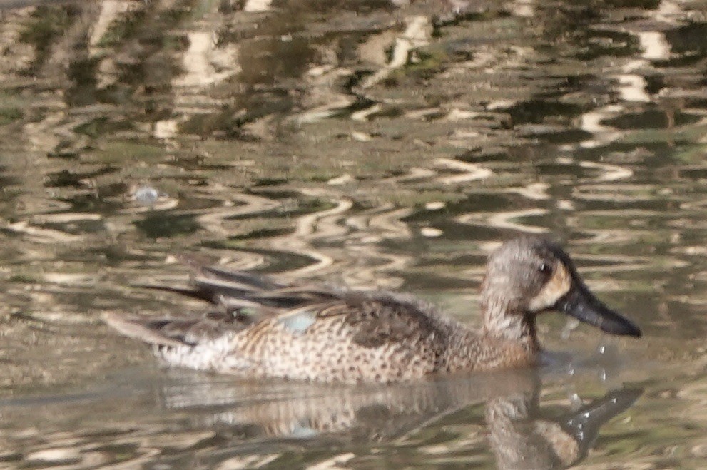 Blue-winged Teal - ML322179331