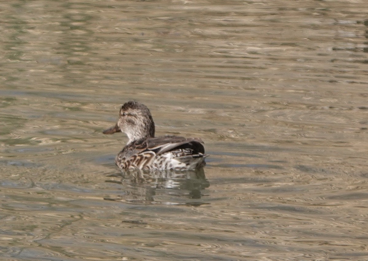 Blue-winged Teal - ML322179401