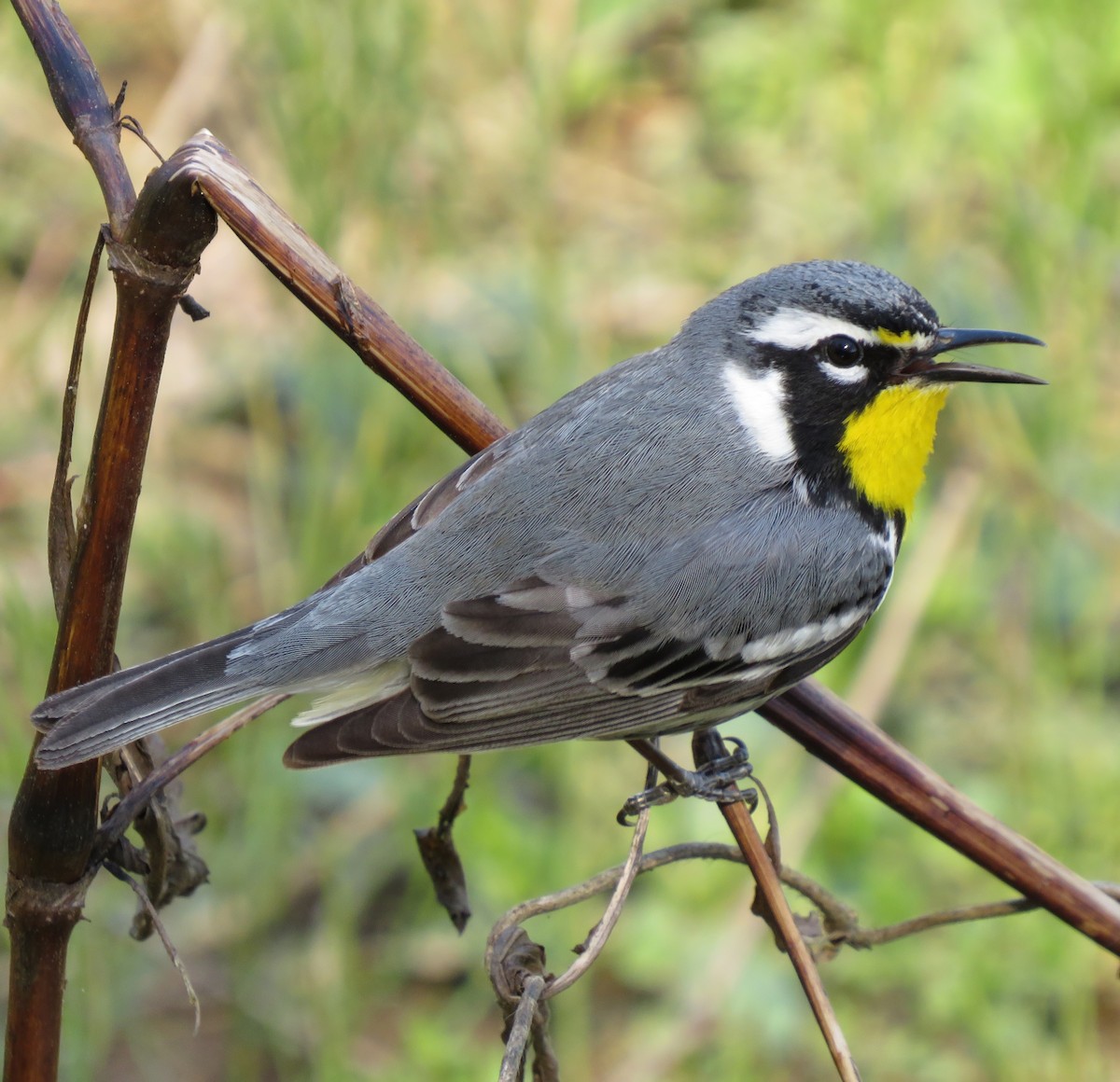 Yellow-throated Warbler - ML322180501