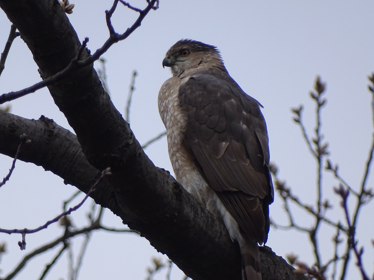 Cooper's Hawk - Peter Littlewood