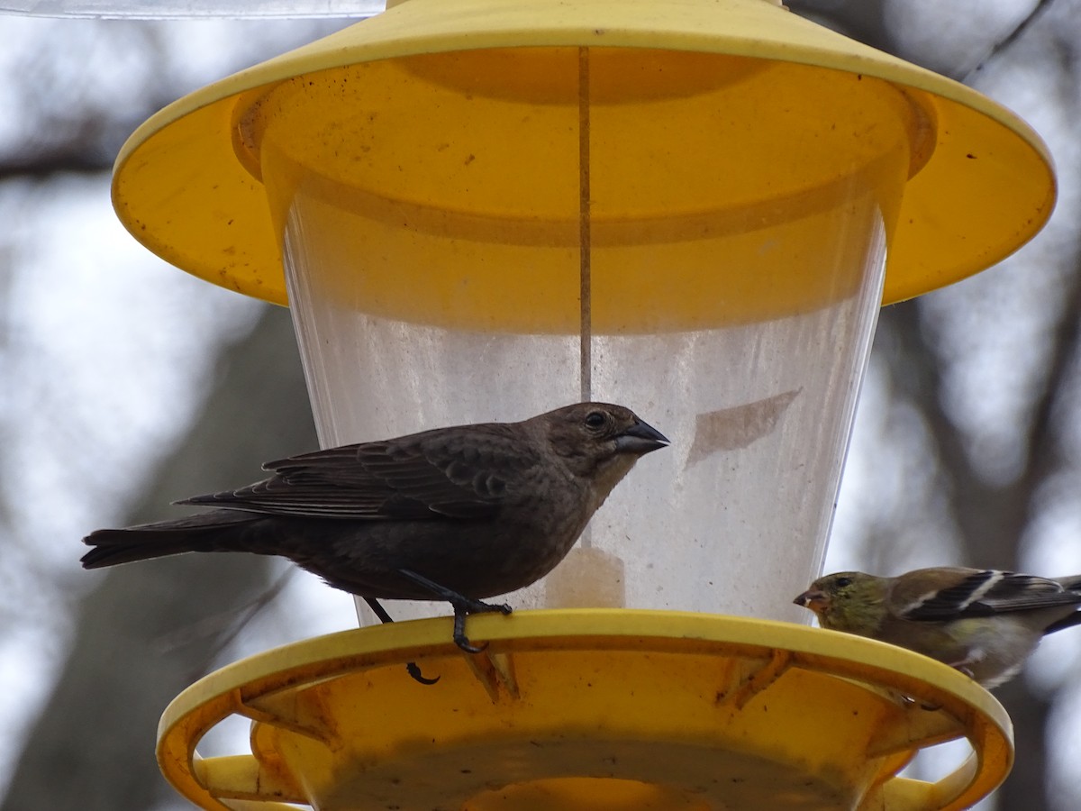 Brown-headed Cowbird - ML322183171