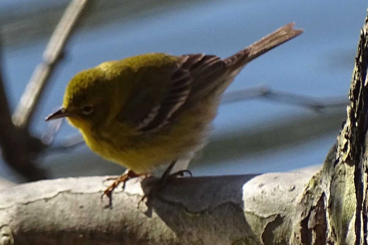 Pine Warbler - ML322183351