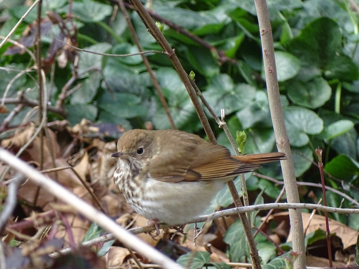 Hermit Thrush - ML322183551