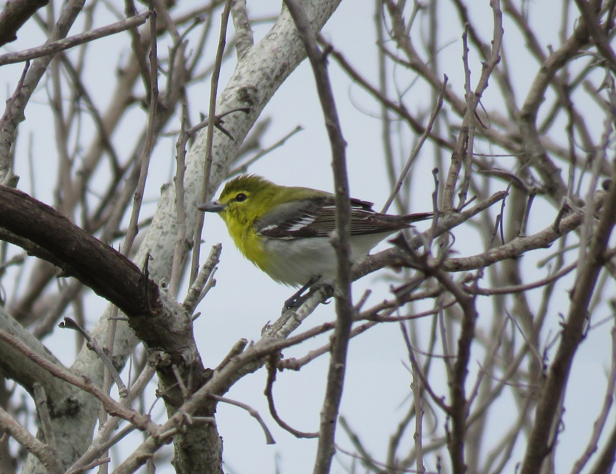 Yellow-throated Vireo - ML322185761