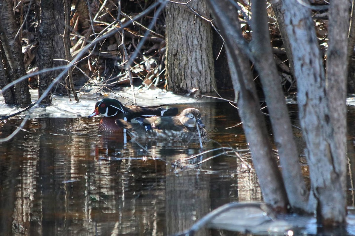 Wood Duck - ML322186321