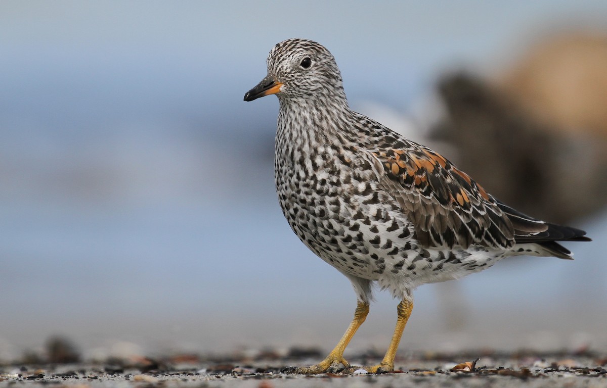 Surfbird - Sasha Cahill