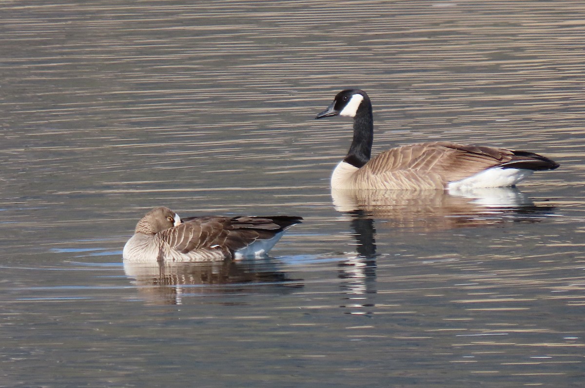 Greater White-fronted Goose - ML322191191