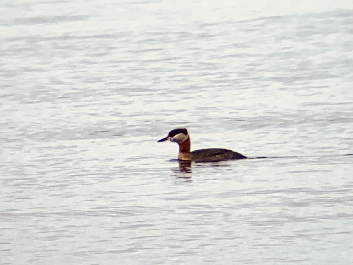 Red-necked Grebe - ML322193221