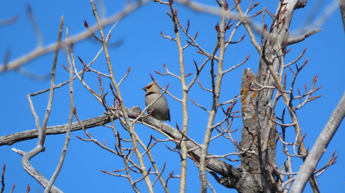 Bohemian Waxwing - ML322194351