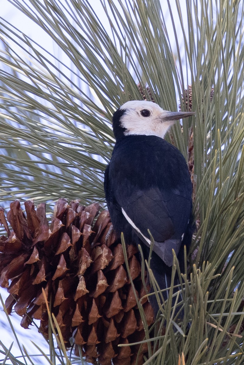 White-headed Woodpecker - ML322195181