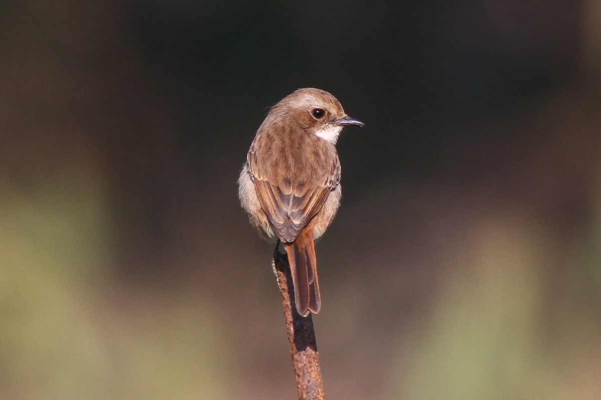 Gray Bushchat - County Lister Brendan