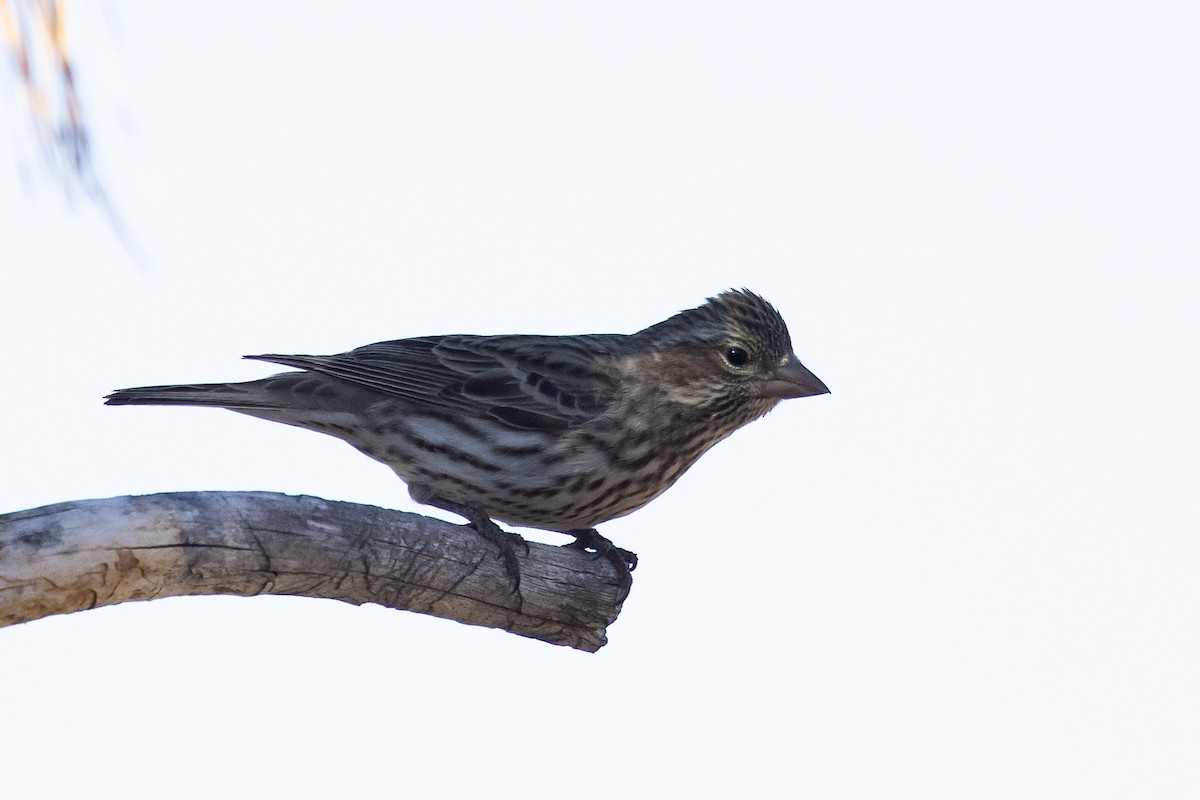 Cassin's Finch - ML322195231